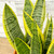 SANSEVIERIA BIRDSNEST 6"